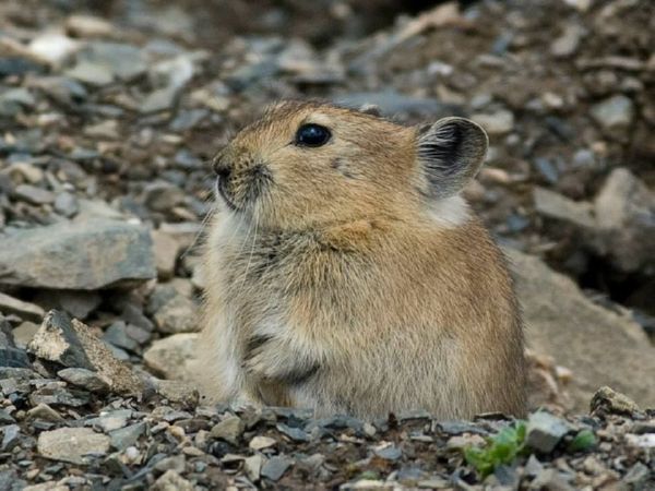 The cute plateau pika