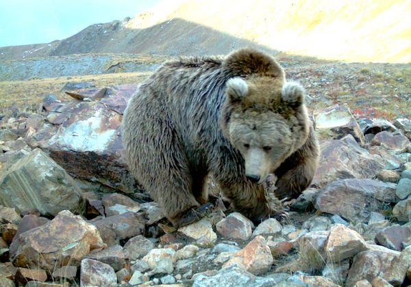 The rare Tibetan Blue Bear