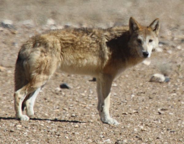 The shy Tibetan wolf caught on camera