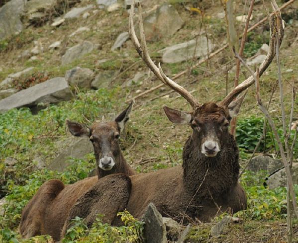 's deer, or white-lipped deer, in Tibet