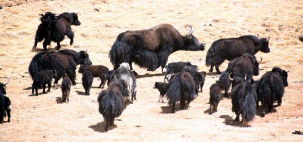 Wild yaks roaming the plains of Tibet