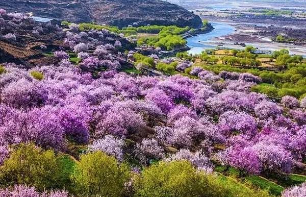 The stunning peach blossoms of Nyingchi Prefecture