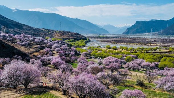 Nyingchi Peach Blossom Festival in Tibet