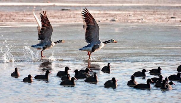 One of best bird-watching destination in Lhasa- Lalu Wetland