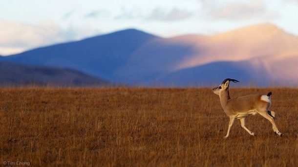 The Antelopes of the Tibetan Plateau -Chiru and Goa