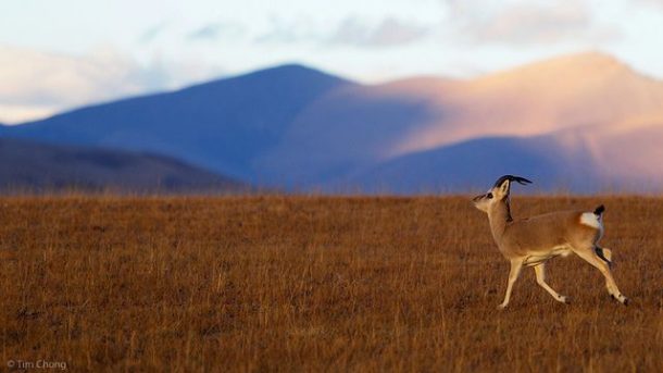 Tibetan Gazelle