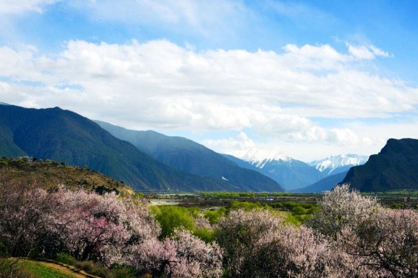 Visual Feast -The Nyingchi Peach Flower Festival