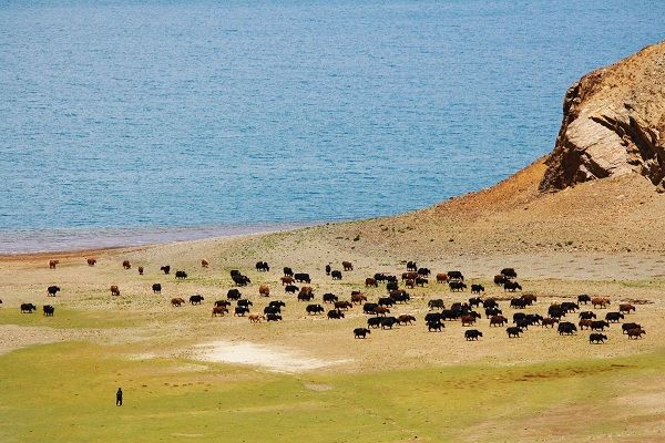 The Life of the Tibetan Nomads The Life of the Tibetan Nomads