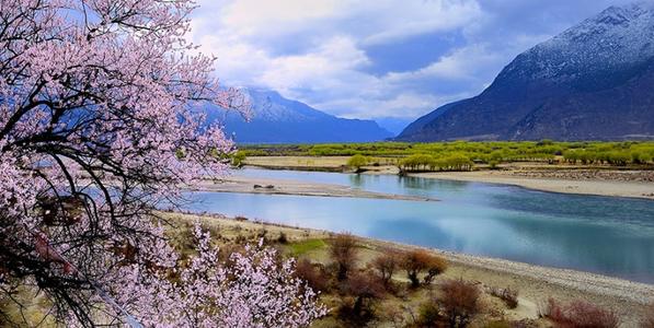 Nyingchi Peach Blossom