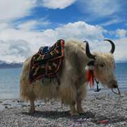 9 Days Tibet Everest Base Camp and Namtso Lake Tour