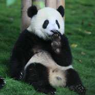 8 Days Chengdu-Lhasa Train tour