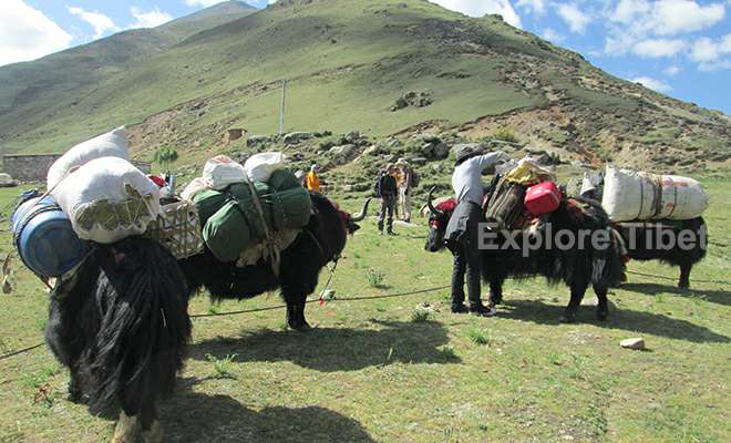 Tibet trekking yaks and yak men