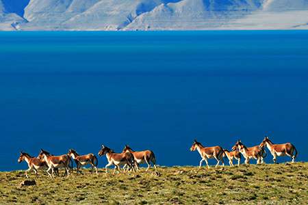 Lake Manasarovar in Tibet