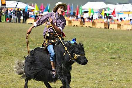 Yushu Horse Racing Festival Tour by Explore Tibet