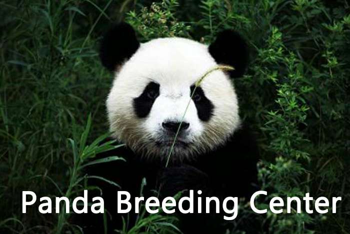 Chengdu Giant Panda Trip - Explore Tibet