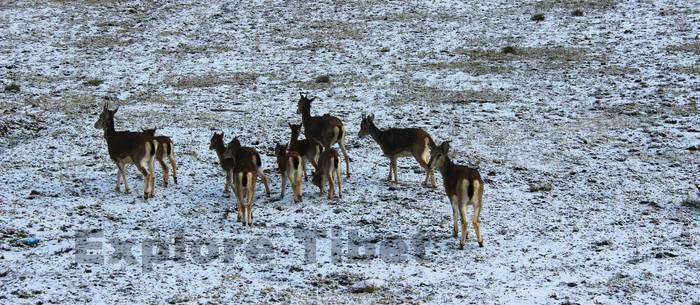 Wildlife near Sok Tsanden Monastery -Explore Tibet