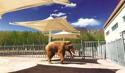 Tibet welcomes second elephant after more than 50 years
