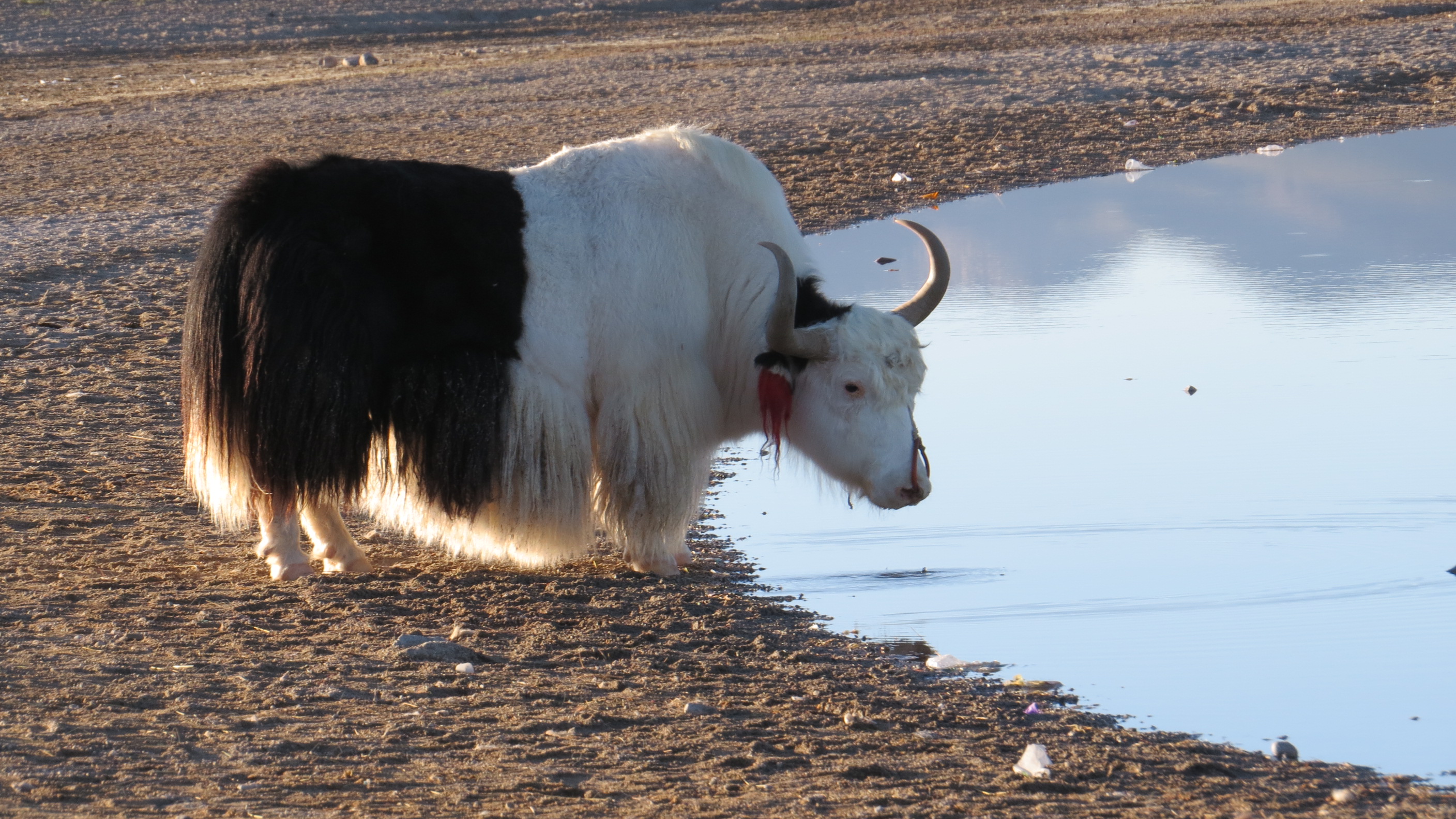 Yak-Exploretibet.com