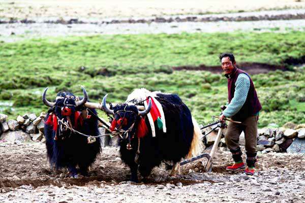 Ploughing-farmer-at-Yamdrok
