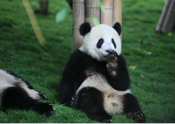 1-Giant-Panda-at-Chengdu-Br