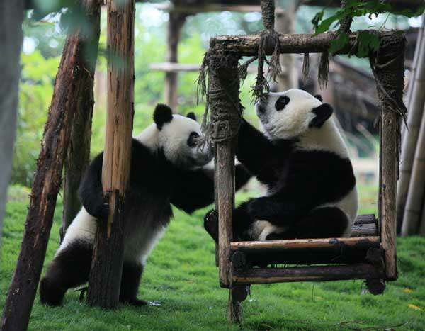 1-Pandas-in-Chengdu-panda-b
