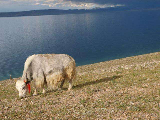 yak at lake side
