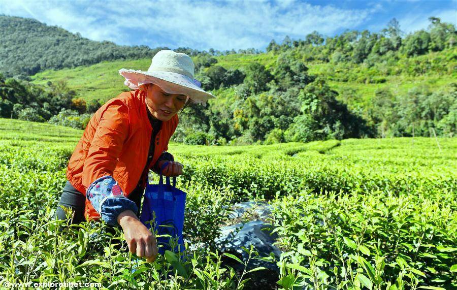 Tibetan girl picking tea in Medog County, Nyingchi, Tibet
