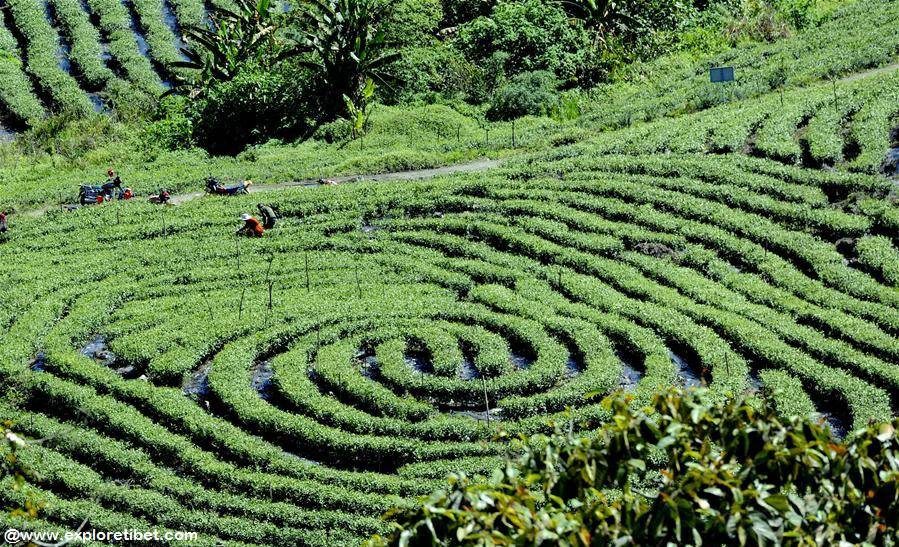 One of 25 Tea Gardens in Medog Township