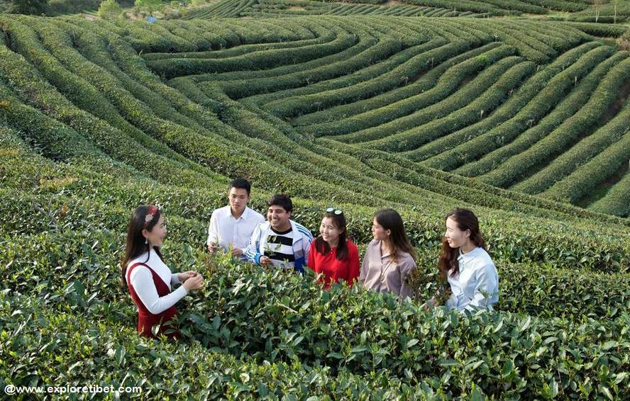 Tourists learning about tea cultivation in Nyingchi's Medog County
