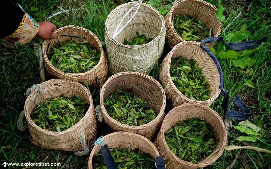 Baskets used for picking the tips of the tea bushes