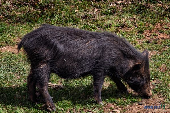 The Tibetan Black Pig