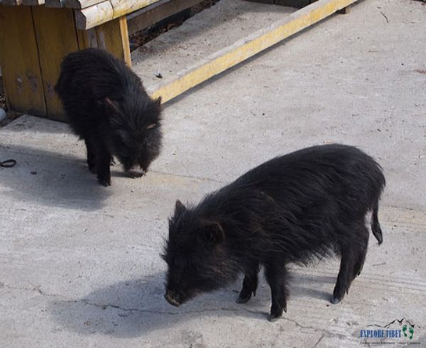 Tibetan Black Piglets