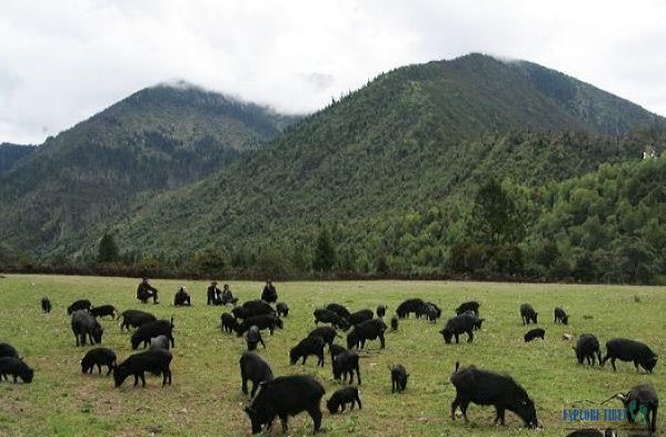Free Range Pigs in Gongbo'gyamda County