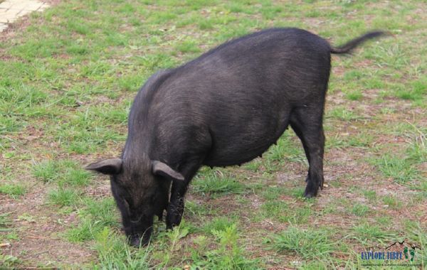 Healthy plateau lifestyles make healthier meat