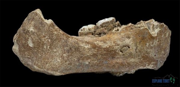 The Denisovan jawbone that was discovered on the Tibetan Plateau in Gansu Province at an altitude of 3,280 meters.