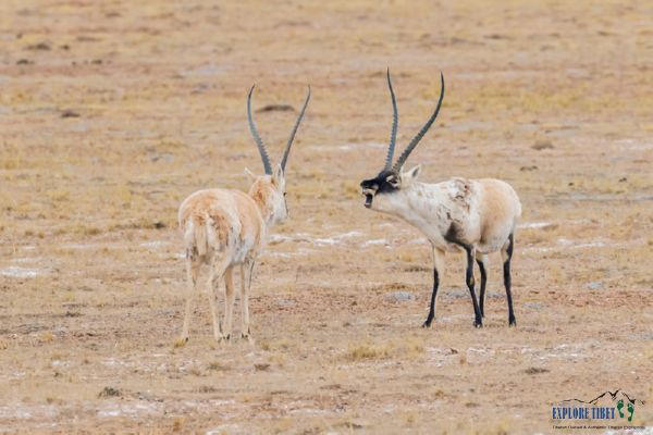 Rare Tibetan Antelopes on the northern plains of Tibet