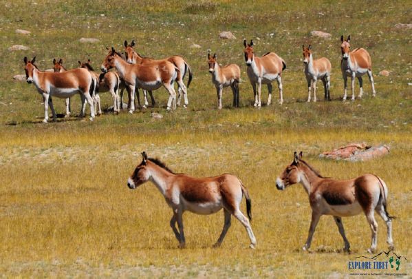 Wild kiang, the Tibetan wild ass, roams in herds across northern Tibet