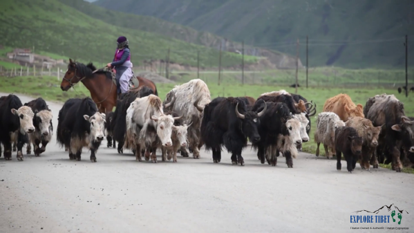 Domestic yaks invaded the natural grasslands of the wild yaks in Tibet