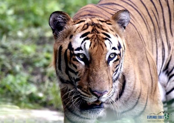 The rare Bengal tiger is the 2nd largest wild cat in the world