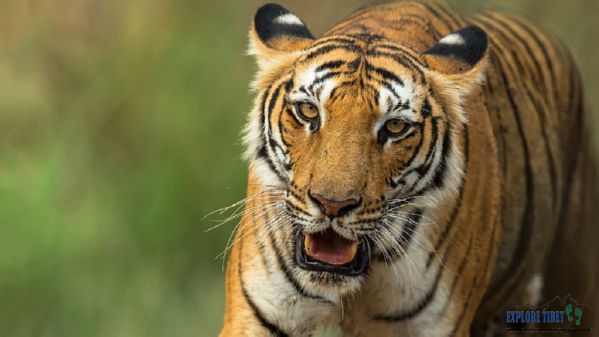 The Bengal tiger is an endangered species on the IUCN Red List