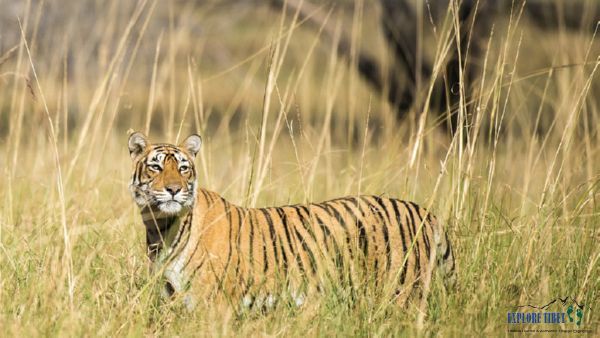 Bengal tigers live mostly in Asian countries such as Bangladesh, Bhutan, India, Myanmar, Nepal and China.