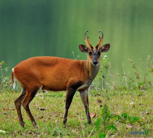 Barking Deer are the ideal prey for the tigers in Medog