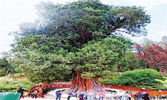 The 3,233 year old Juniperus Tibetica in Nyingchi Prefecture of the Tibet Autonomous Region.