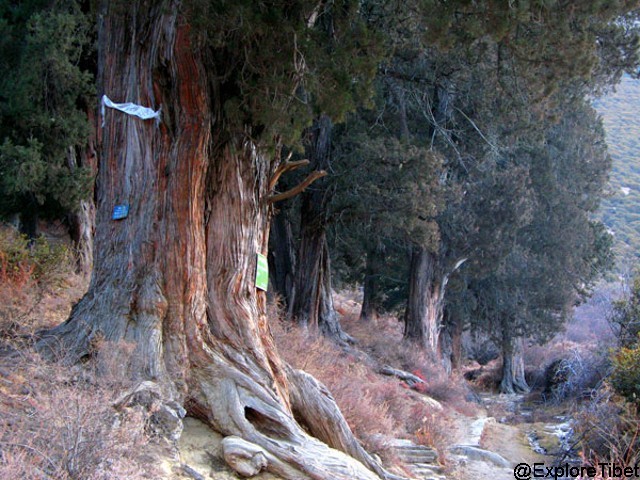 The sacred forest of Tibetan Juniper trees in Nyingchi Prefecture of Tibet.