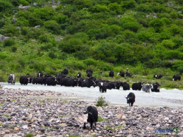 Yaks are the backbone of Tibetan society, but often pass tapeworms on to their herders and families