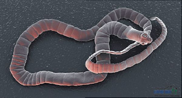 Tapeworms are flat worms that live in your intestines