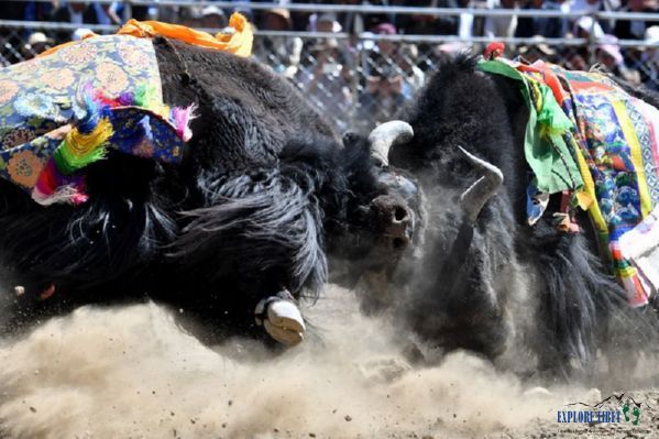 Fighting yaks at the Bullfighting Festival in Shigatse prefecture-level city in Tibet