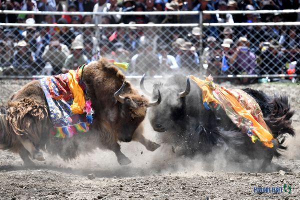 Two raging bulls lock horns during a bullfight in the Tibetan prefecture of Shigatse