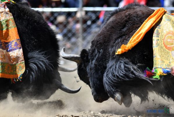 Yaks fight during the Bullfighting Festival in Tsesha Township of Bainang County in Shigatse City