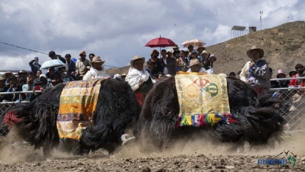 Yaks wearing traditional decorations are driven to the bullring to fight for the crown
